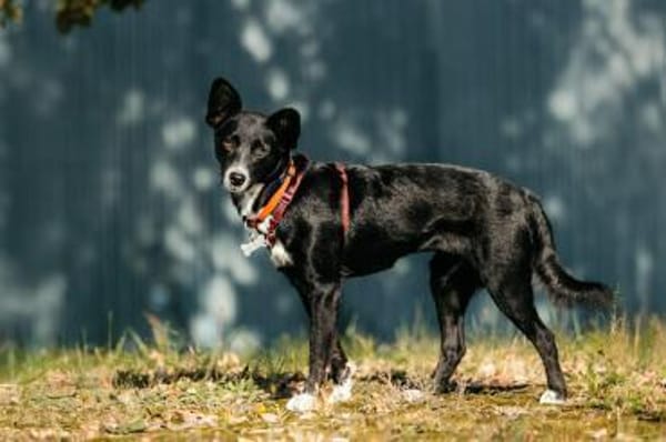 Ruhige Familie für Lucy gesucht