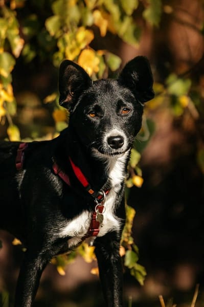 Ruhige Familie für Lucy gesucht
