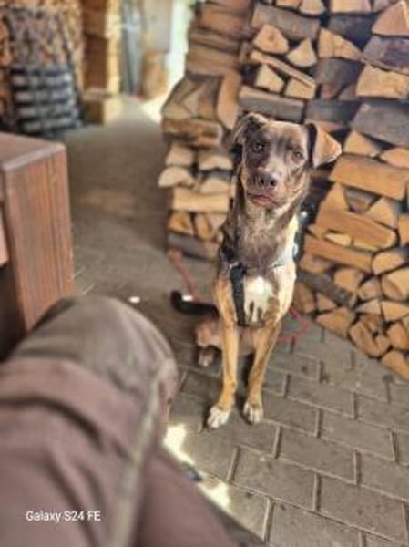 Bruno - fast perfekter Begleiter
