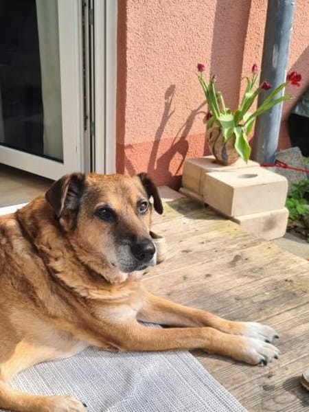 💙Ferris💙 sucht ein schönes Zuhause💙🐾