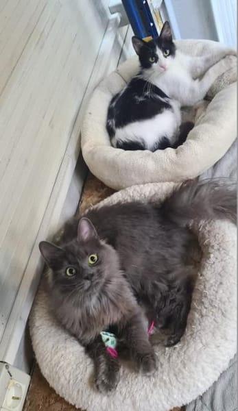 Tiki & Sophie Dreamteam sucht Familie