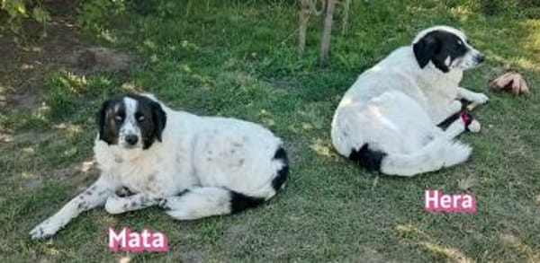 Mata - liebevoll und lernwillig