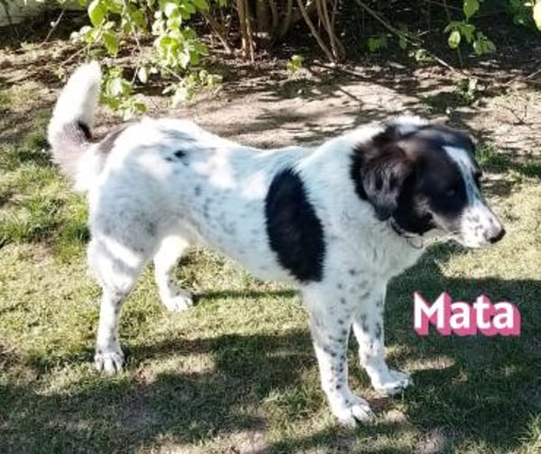 Mata - liebevoll und lernwillig