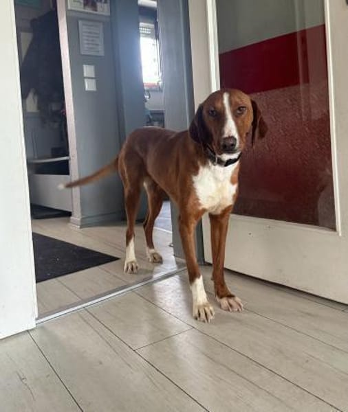 💕Maya 💕 sucht ihre Familie