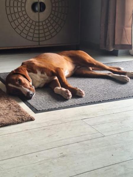 💕Maya 💕 sucht ihre Familie
