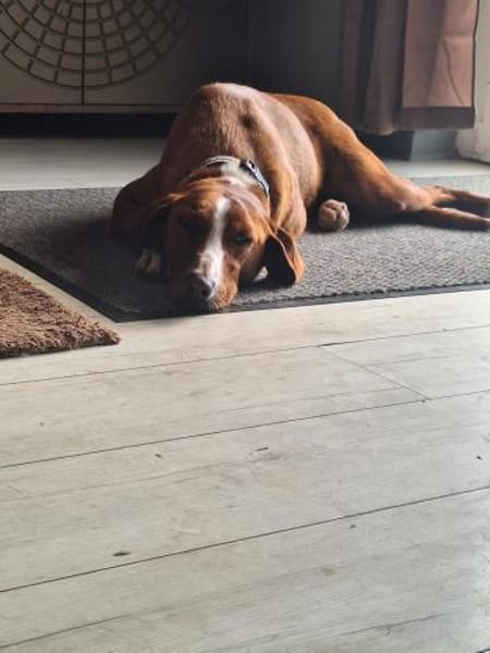💕Maya 💕 sucht ihre Familie