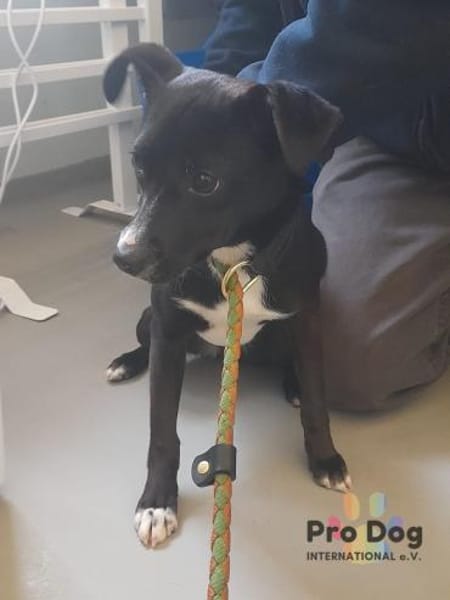 Gretchen auf Pflegestelle
