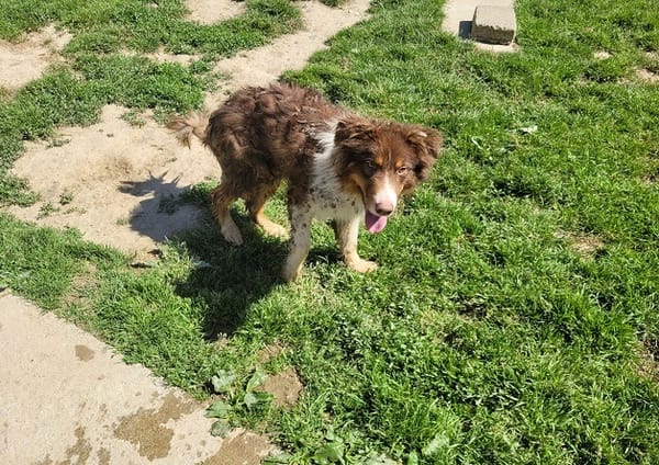 ARYA