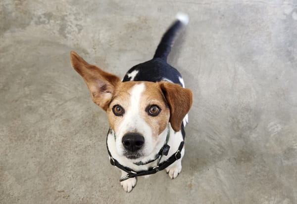 MORBIER QCN