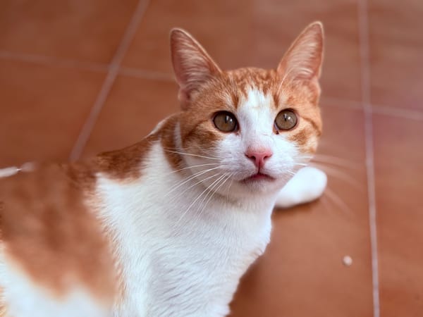 CAPITAN