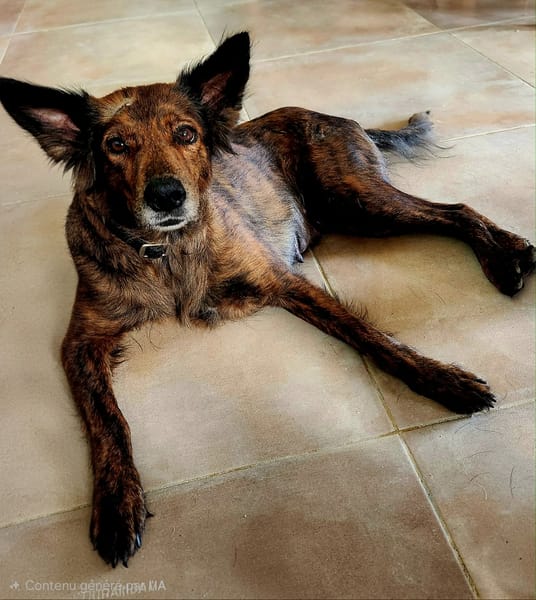 Zelda la caline