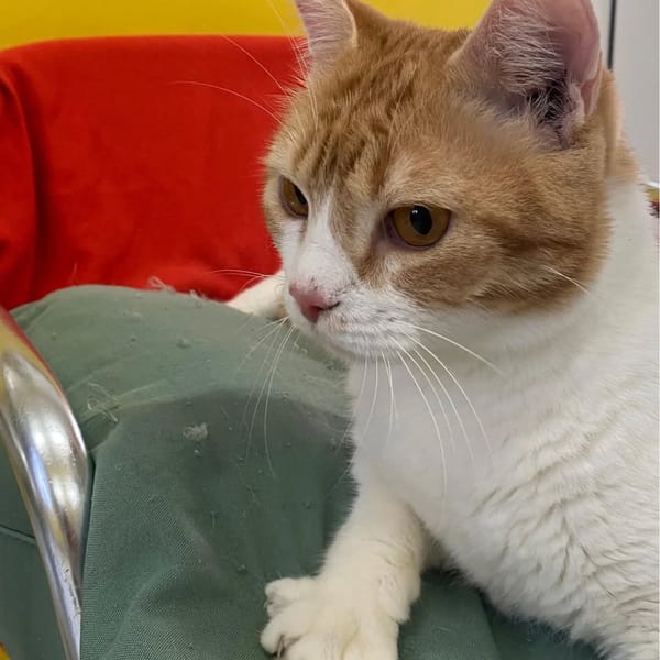 ✨️ MACHU ✨️ 🐱