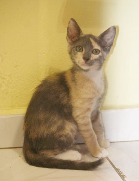 BABETH Chaton femelle type européen