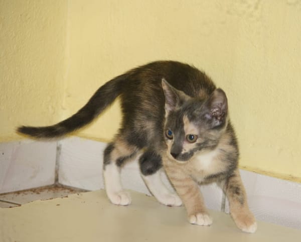 BABETH Chaton femelle type européen