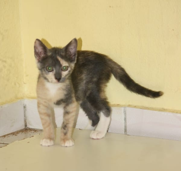 BABETH Chaton femelle type européen