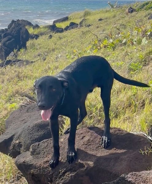 LOCKY, Chiot mâle Croisé Labrador