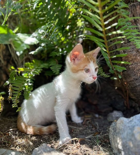 MIEL, chaton créole mâle