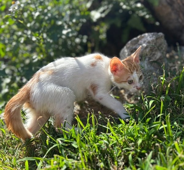 MIEL, chaton créole mâle