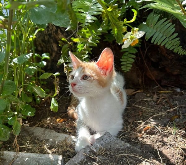 MIEL, chaton créole mâle