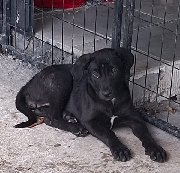 Milady, Femelle junior Croisée Labrador