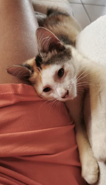 MINA, chaton femelle type européen