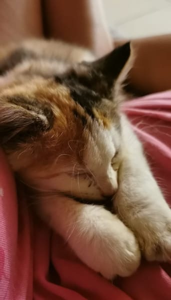 MINA, chaton femelle type européen