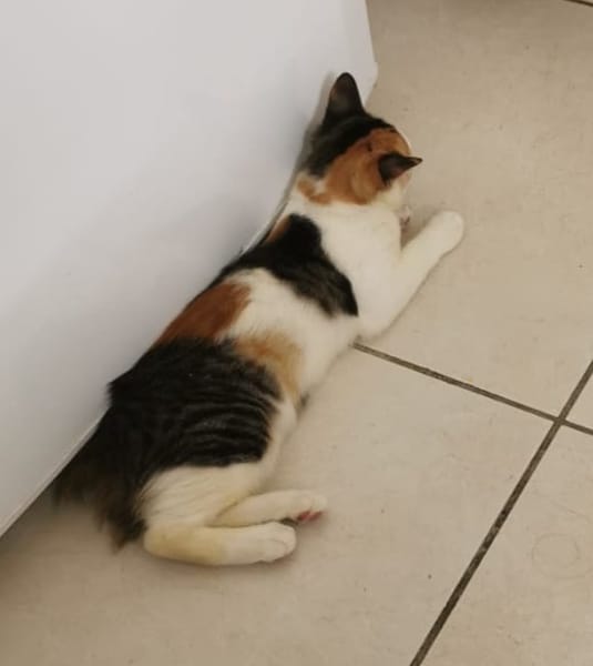 MINA, chaton femelle type européen