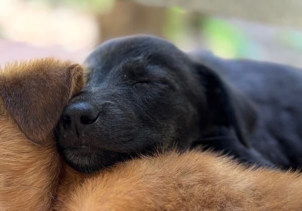 PEARL, chiot Berger Créole femelle