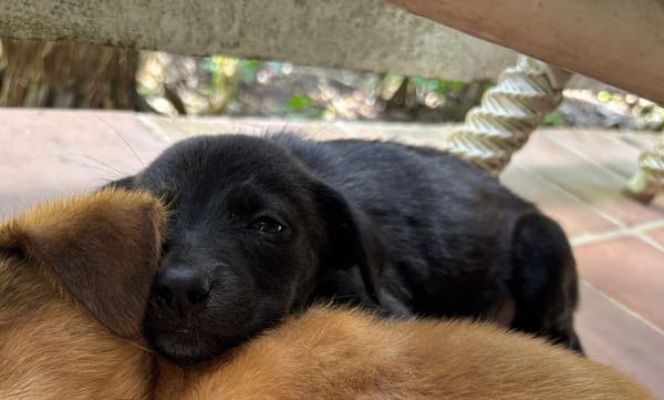 PEARL, chiot Berger Créole femelle