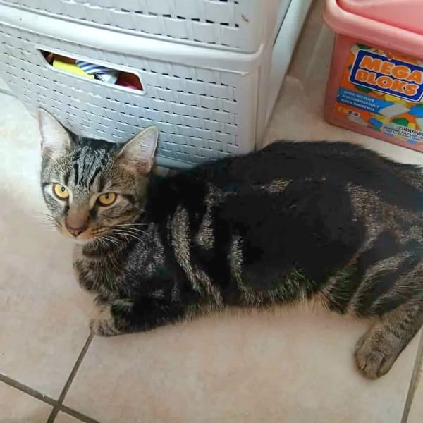 ✨️ COFFEA ✨️ 🐱