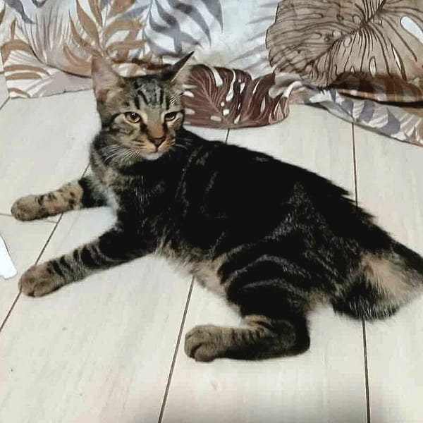 ✨️ COFFEA ✨️ 🐱
