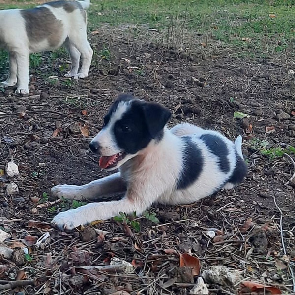 ✨️ TANIN ✨️ 🐶