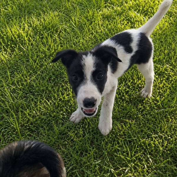 ✨️ TANIN ✨️ 🐶