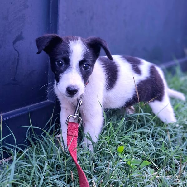 ✨️ TANIN ✨️ 🐶