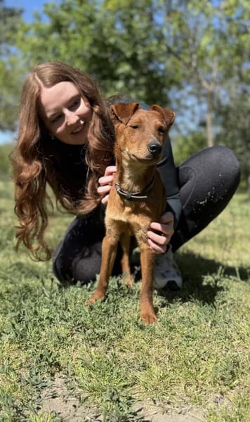 Chilli- Fox Terrier Mix, rundum verträgl
