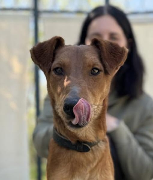 Chilli- Fox Terrier Mix, rundum verträgl