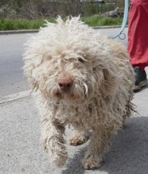 Coen ist einfach ein super Hund!
