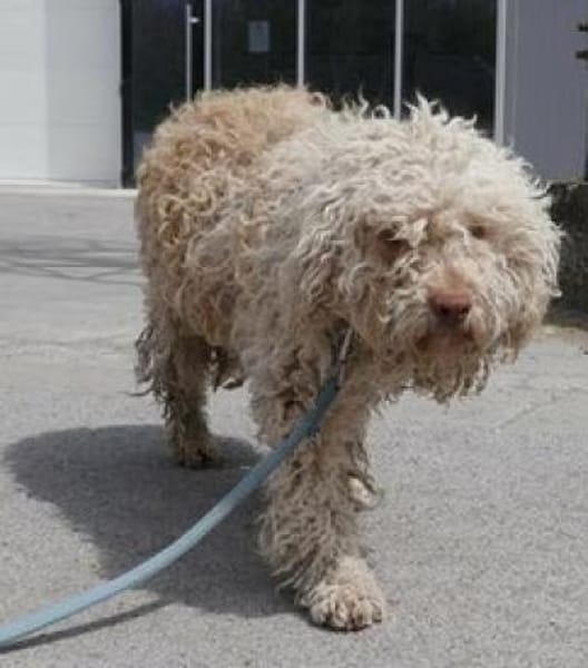 Coen ist einfach ein super Hund!