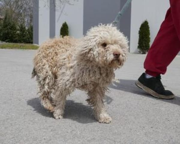 Coen ist einfach ein super Hund!