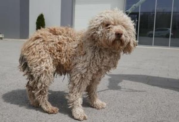 Coen ist einfach ein super Hund!