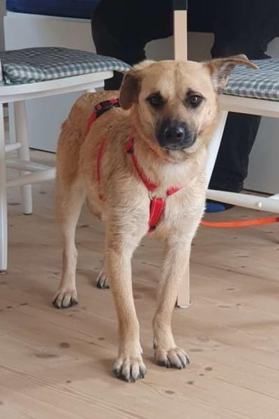 Sanfte,katzenliebe ♥Karla♥ 51503 Rösrath