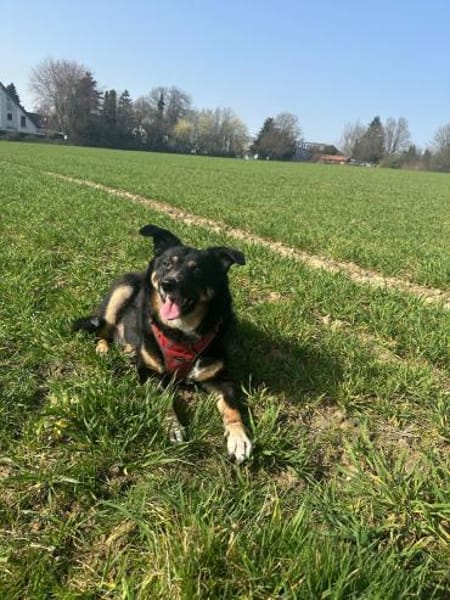 Sam sucht Dich