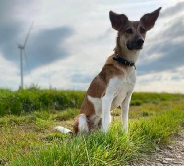 Vega sucht ein Zuhause