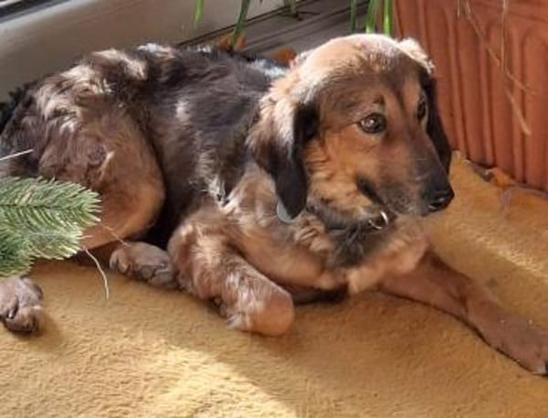 Roma 🧡 auf Pflegestelle in Deutschland