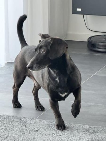 Carlos 6-jähriger Dackelmix ❤🐾