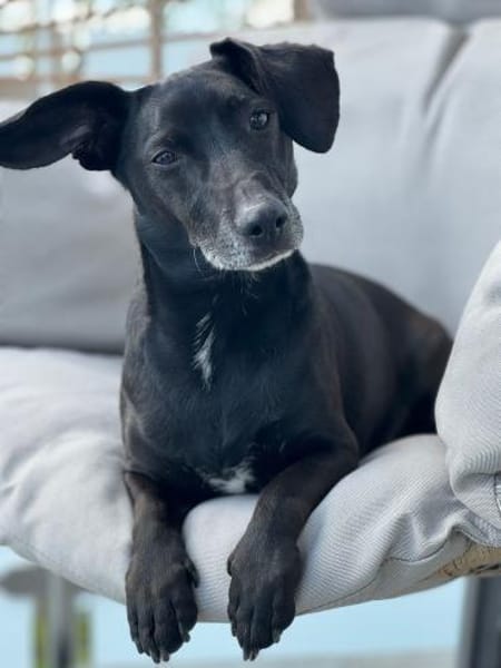 Carlos 6-jähriger Dackelmix ❤🐾