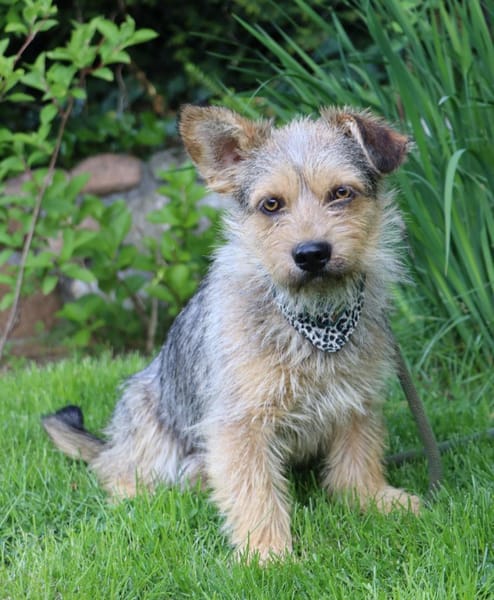 Levin ein Hundeherz aus Gold