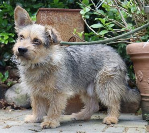 Levin ein Hundeherz aus Gold
