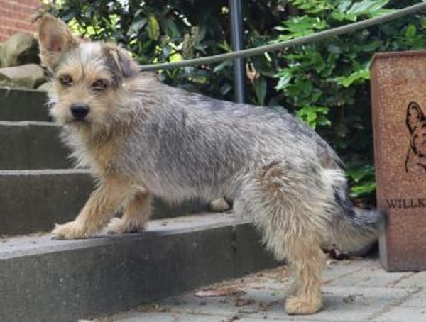 Levin ein Hundeherz aus Gold