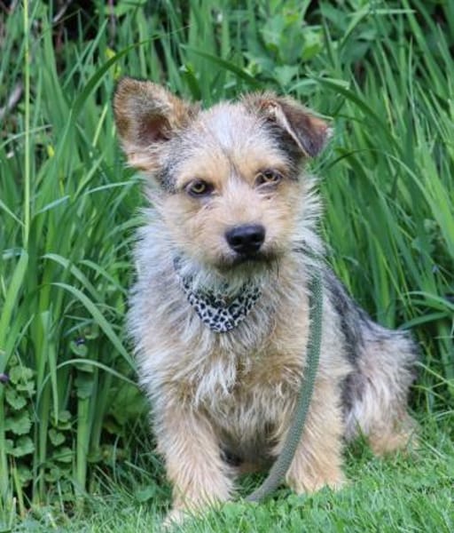 Levin ein Hundeherz aus Gold